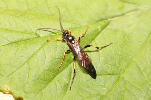 Réf. 316 016 : Ichneumoninae inconnu